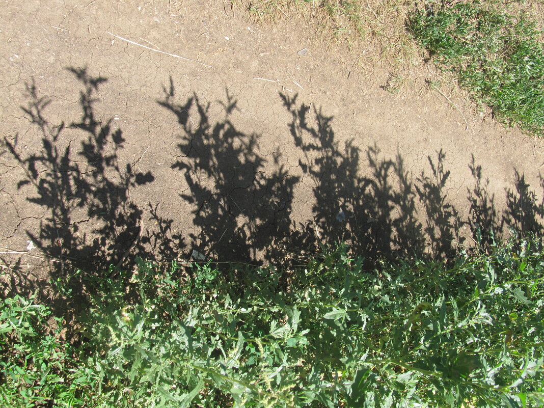 июль жара - Елена Шаламова июль жара - Елена Шаламова