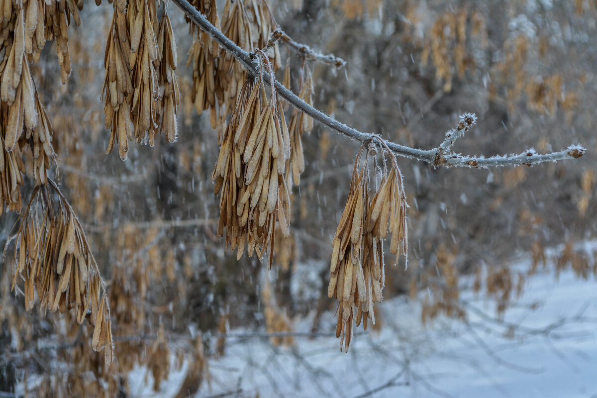 Иней - Владимир Жуков