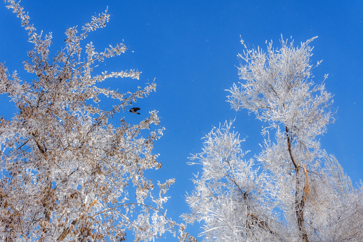 Белой сказкою зима тихой музыкой сияет... - Наталья Димова