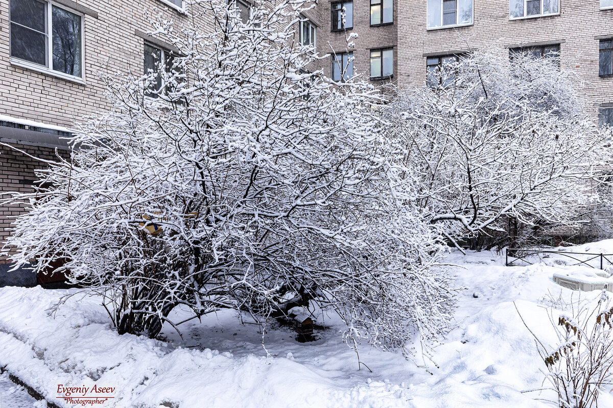 Заснежило - Евгений 