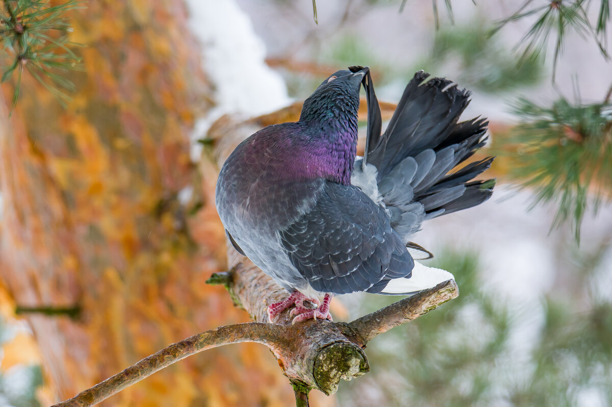 С добрым утром! - Sergey (Apg)