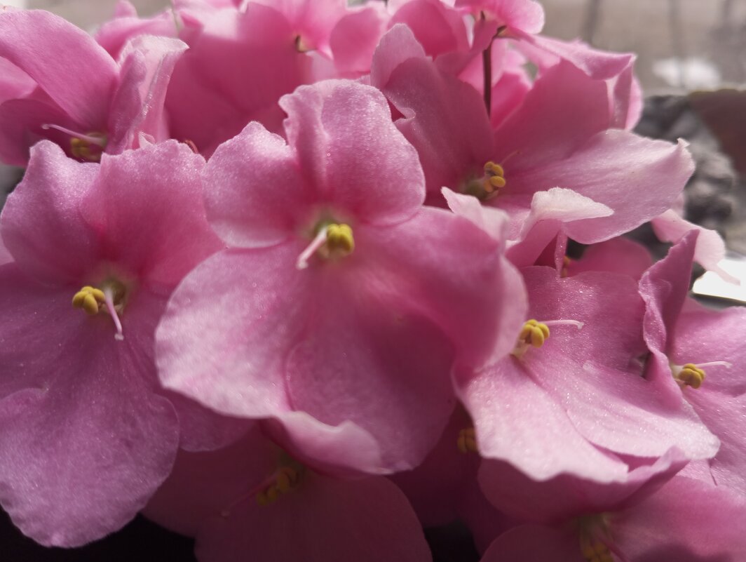 Фиалки мои весной - Елена Семигина