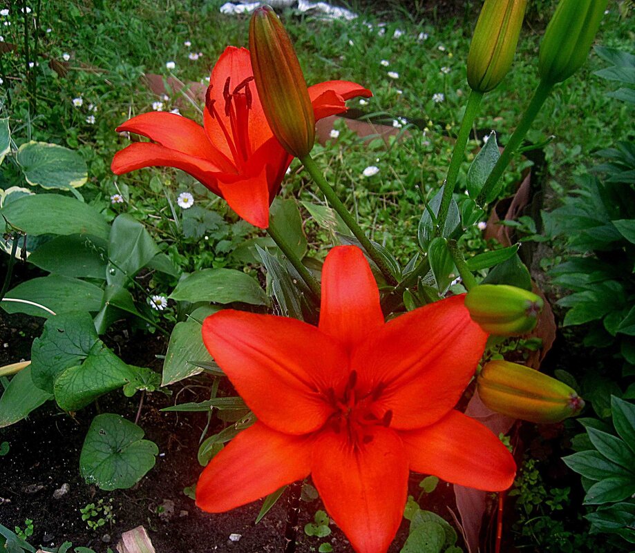 Вспоминая лето - Елена Семигина