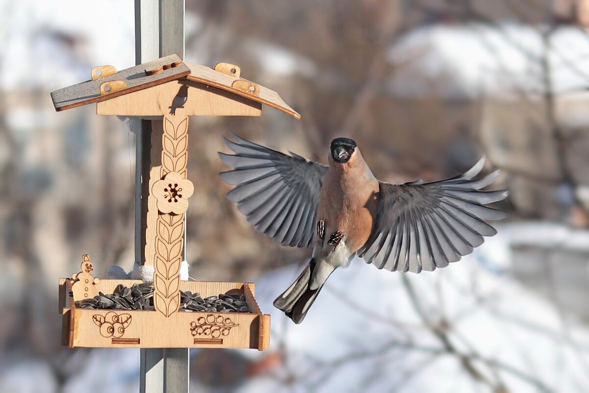 Крылья. - Татьяна Бравая