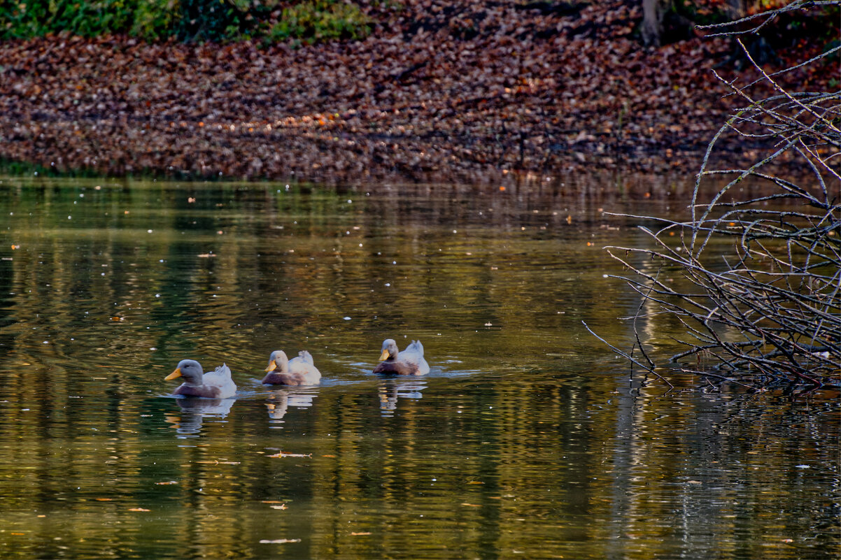 Пруд - Jakob Dick