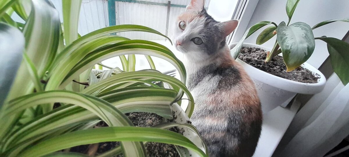 МУРКА - СЕРГЕЙ ФИЛОЧКИН