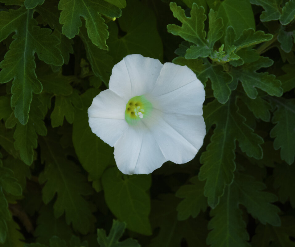 Вьюнок  полевой - Валентин Семчишин