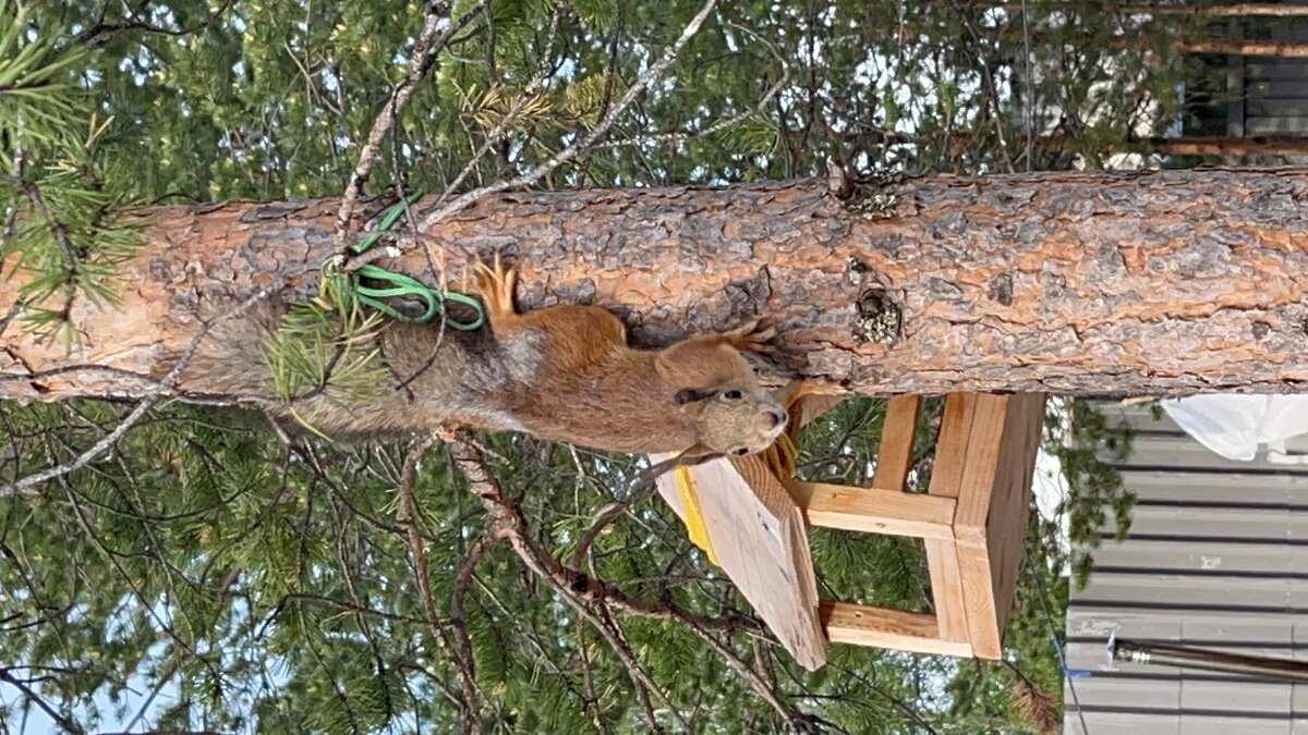 Белка - Эльвира Белянская