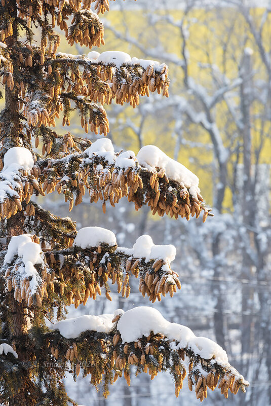 Еловые ветки с шишками - Александр Синдерёв