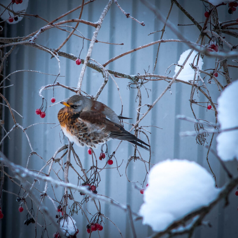 Холодно.... обидно всю калину склевали! Дрозд рябинник. - Анатолий Нецепляев