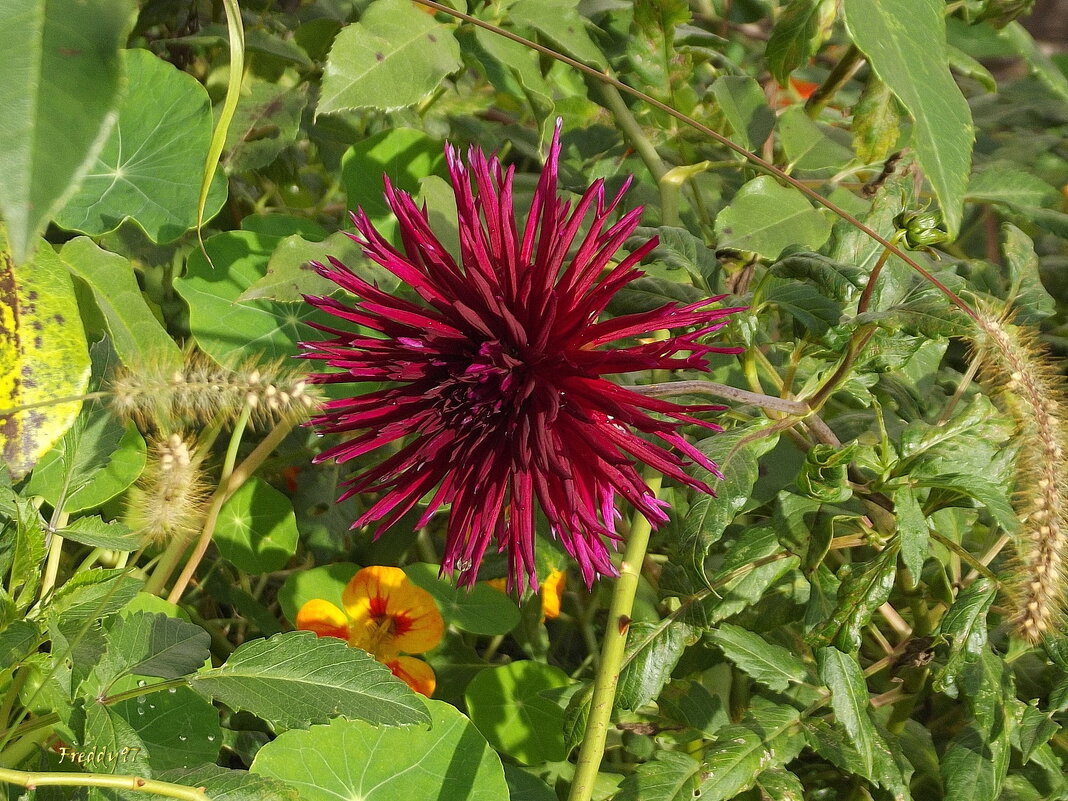 Георгин - Freddy 97