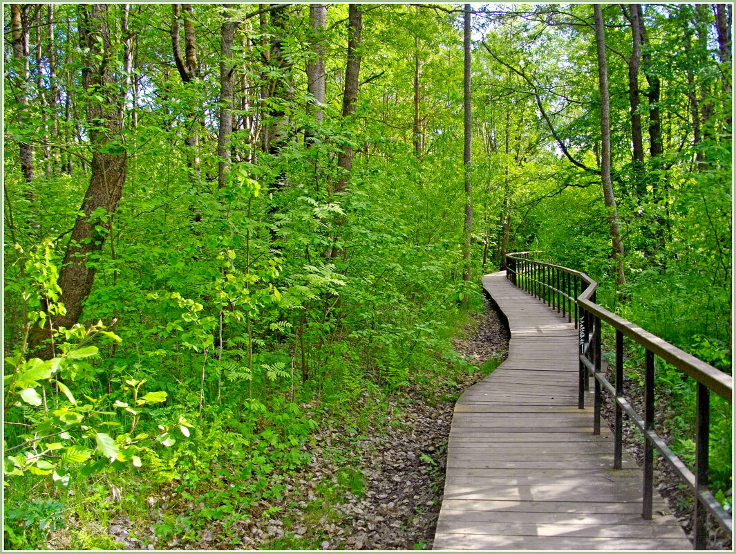 Экологическая тропа. - Лия ☼