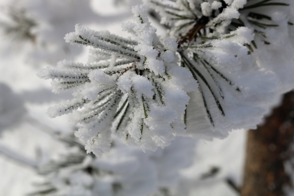 Иней - Ольга 