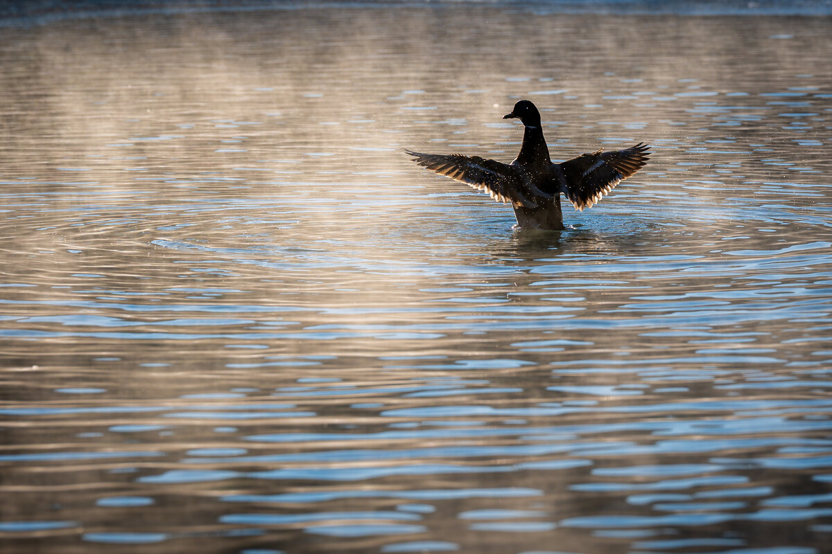 Расправить крылья - Referee (Дмитрий) Расправить крылья - Referee (Дмитрий)