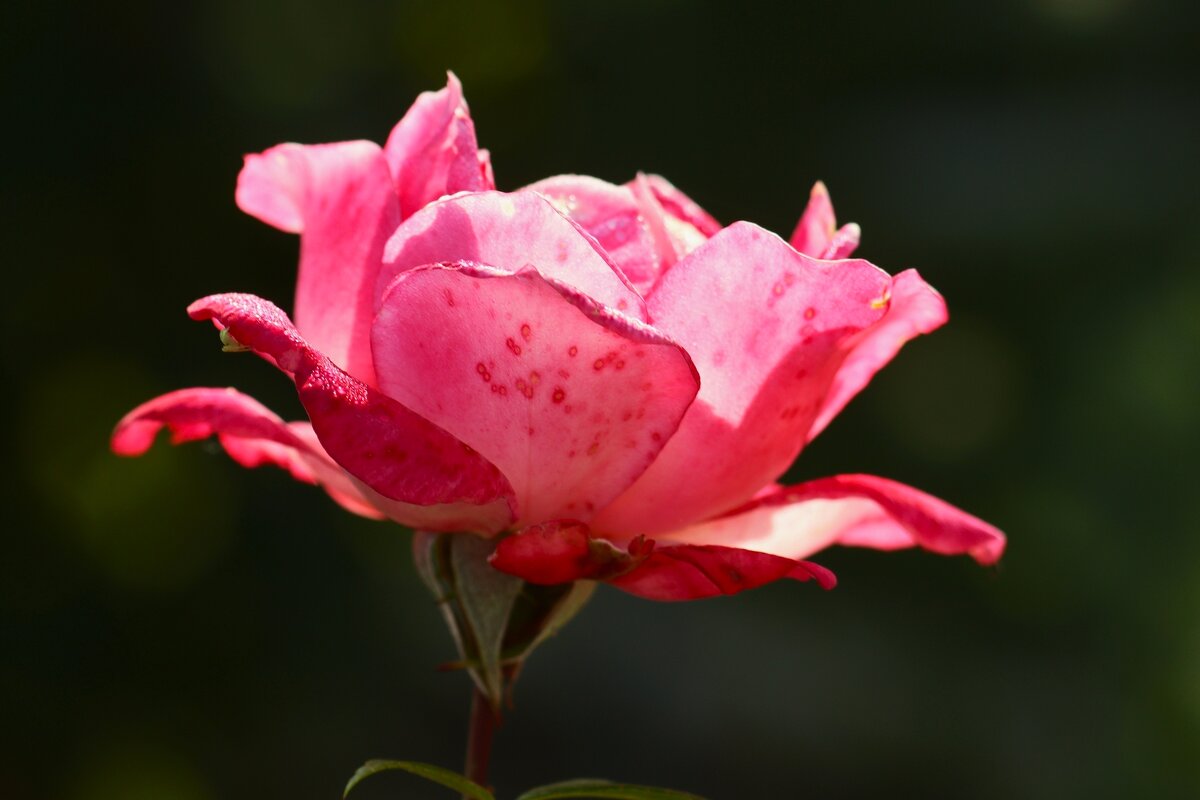 Про розу - Юрий. Шмаков