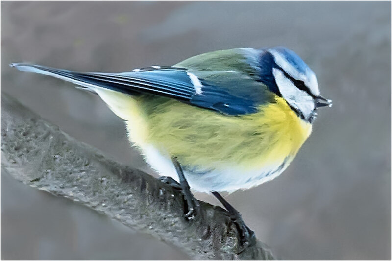 Лазоревка - Валентин Котляров