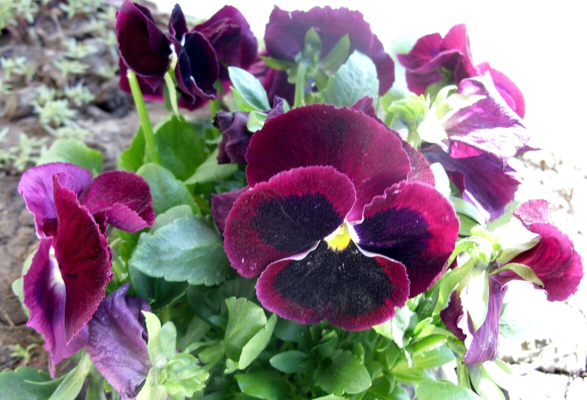 Анютины глазки. - Ирина ***