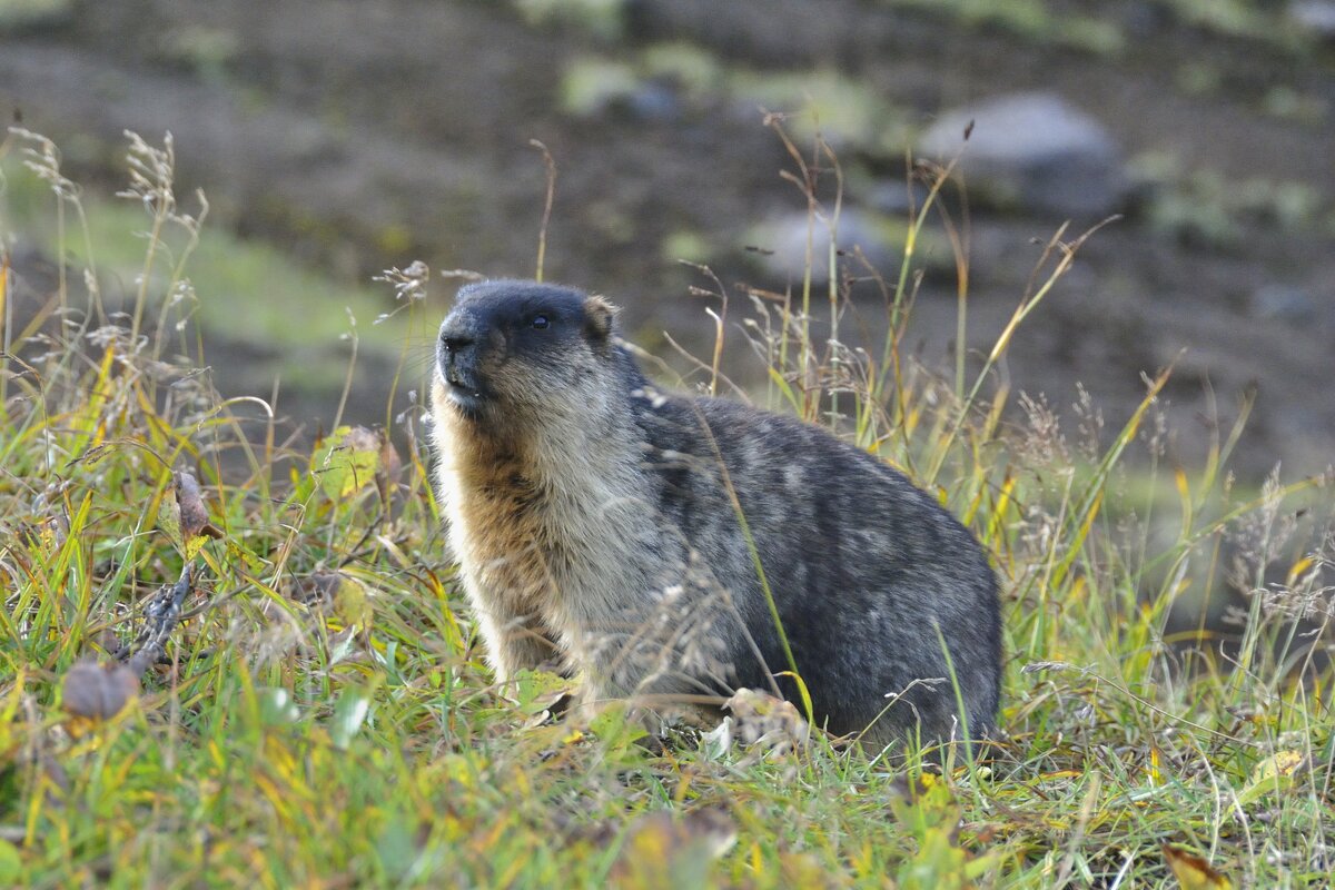 Тарбаган - Марина Виноградова
