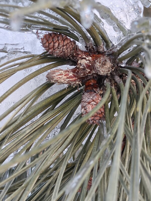 Молодые шишки сосны - Валерий Ткаченко