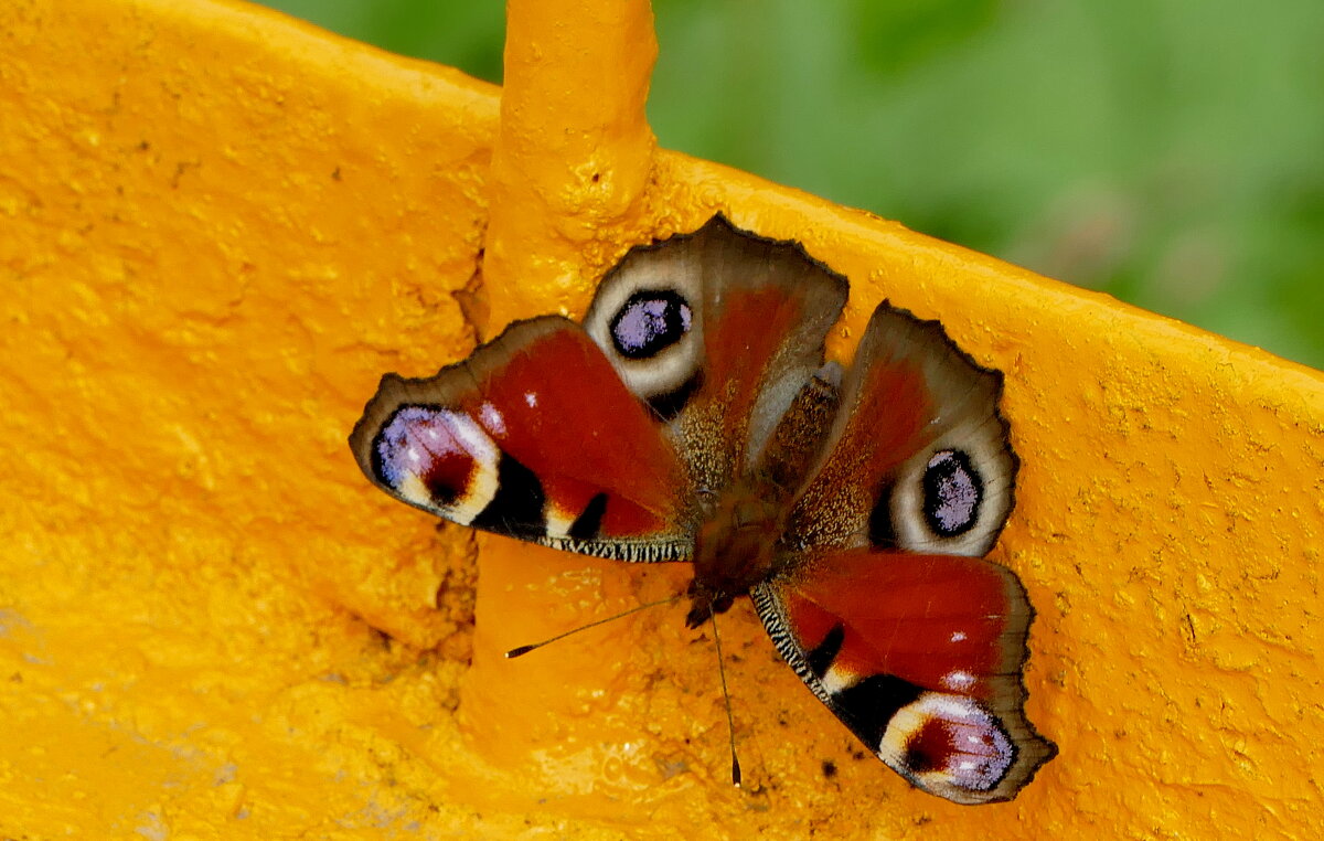 опять про бабочек...362 - Александр Прокудин