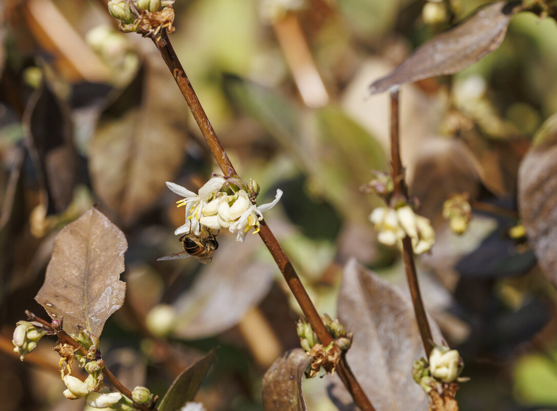Наш январь - Светлана Тихонина Наш январь - Светлана Тихонина