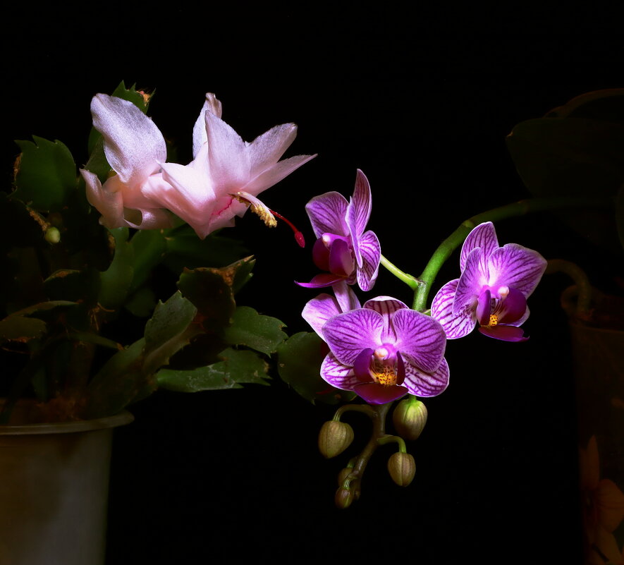 орхидея - Игорь Kуленко