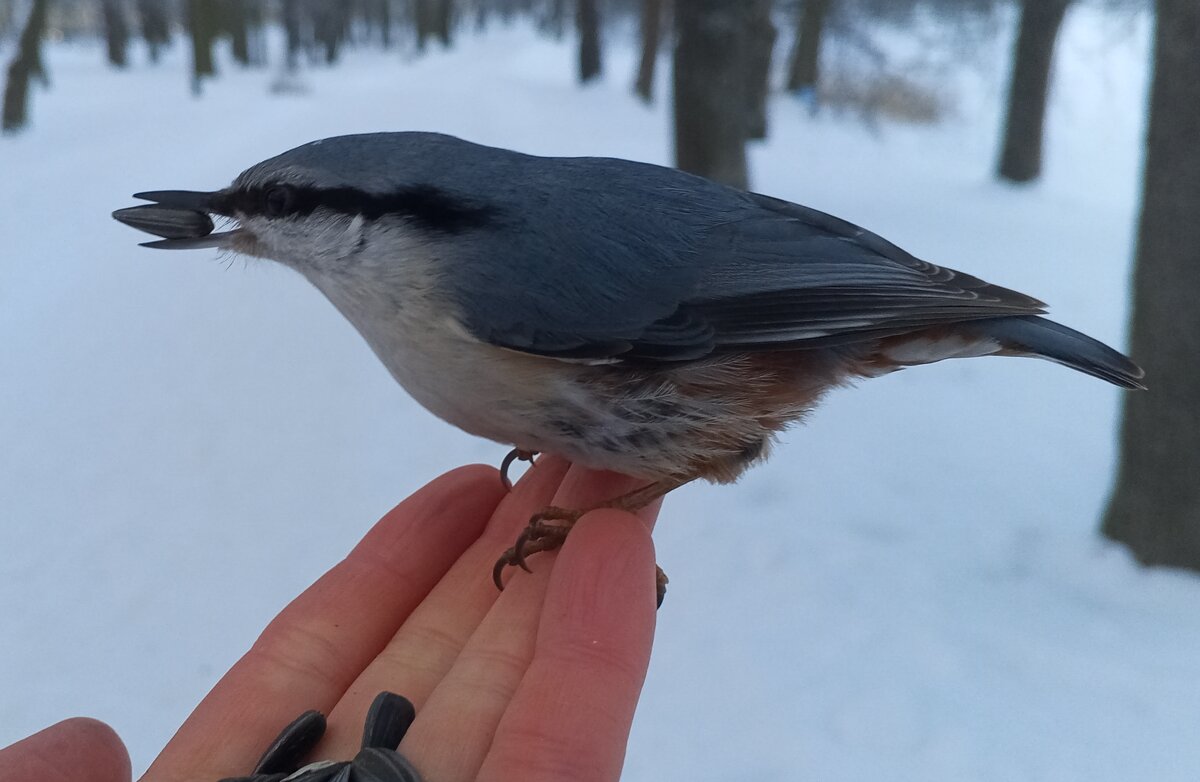 Поползень - Сапсан 