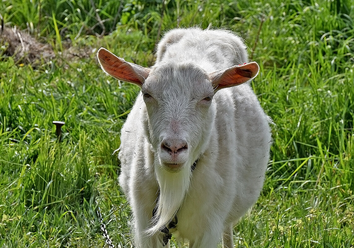 А без бороды портрет можно?! - Валентина  Нефёдова 
