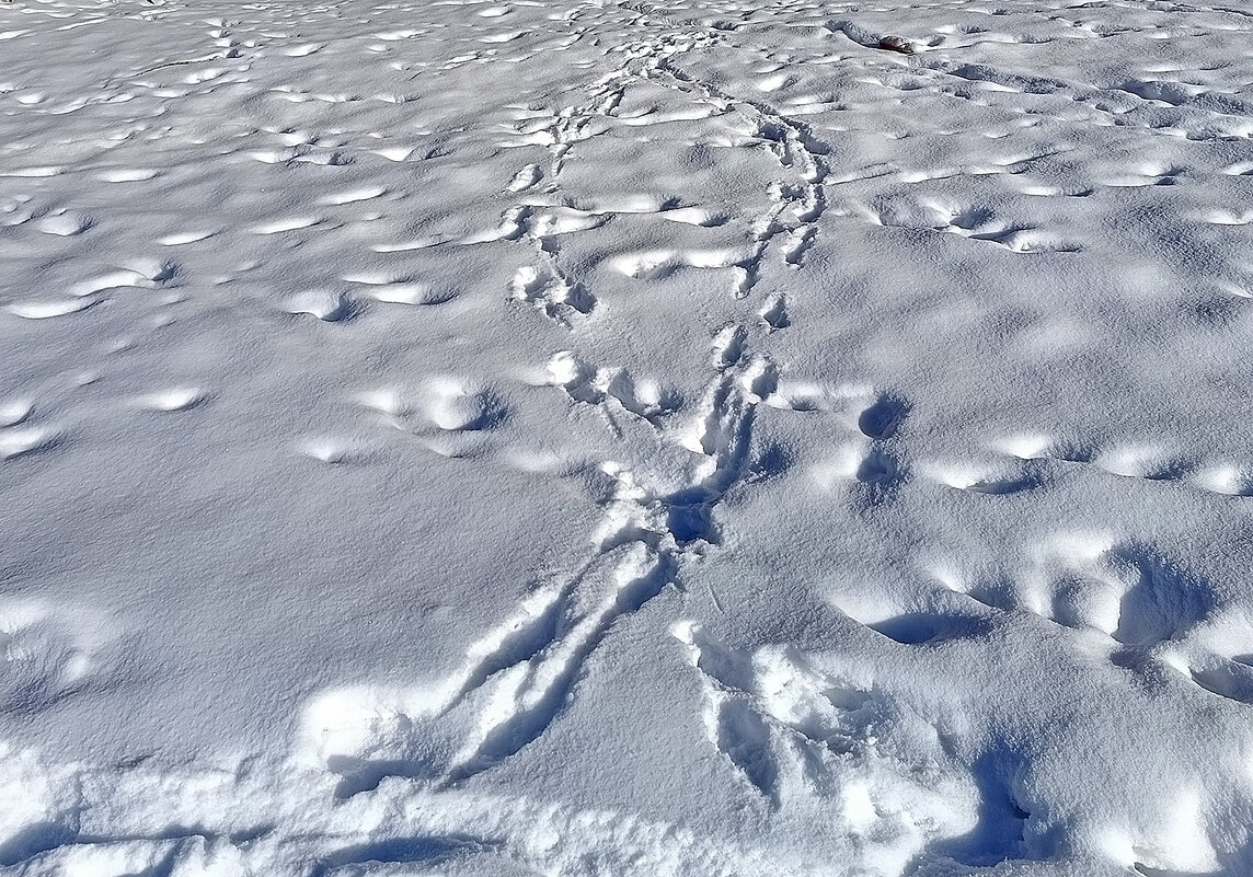 Следы... - Валентина Нефёдова Следы... - Валентина Нефёдова