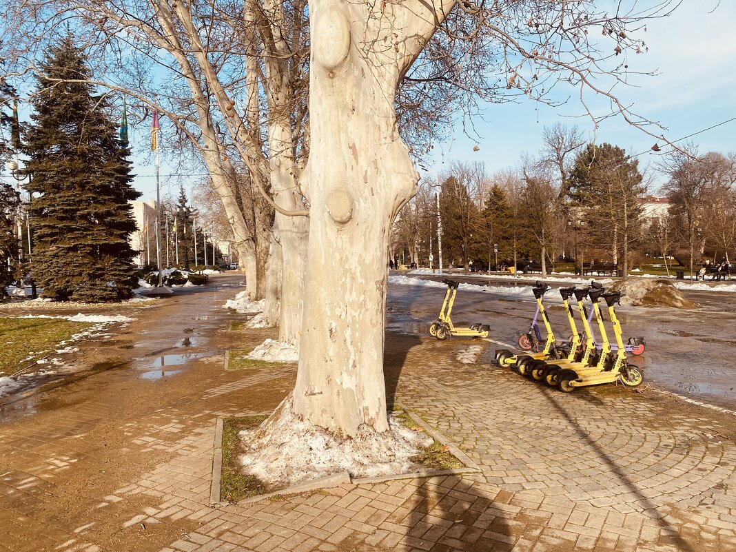 28.01.26 . Весна в Краснодаре. - Alexey YakovLev