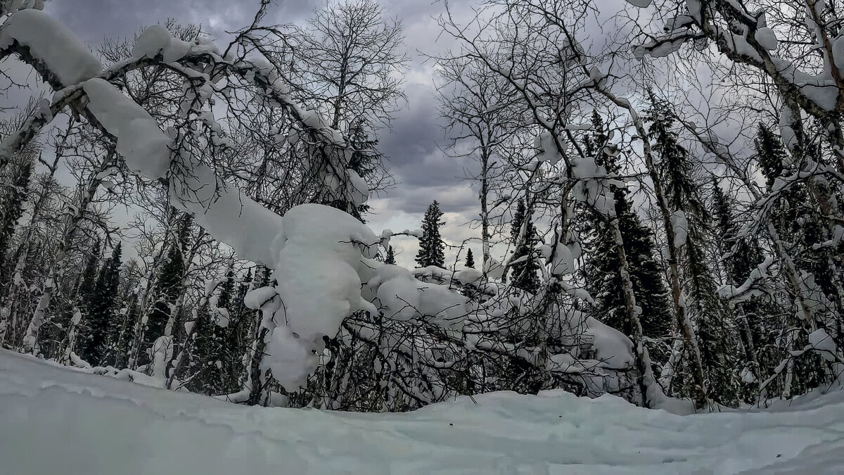 Тайга зимой - Aleksey Afonin