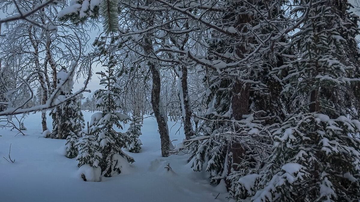 Тайга зимой - Aleksey Afonin