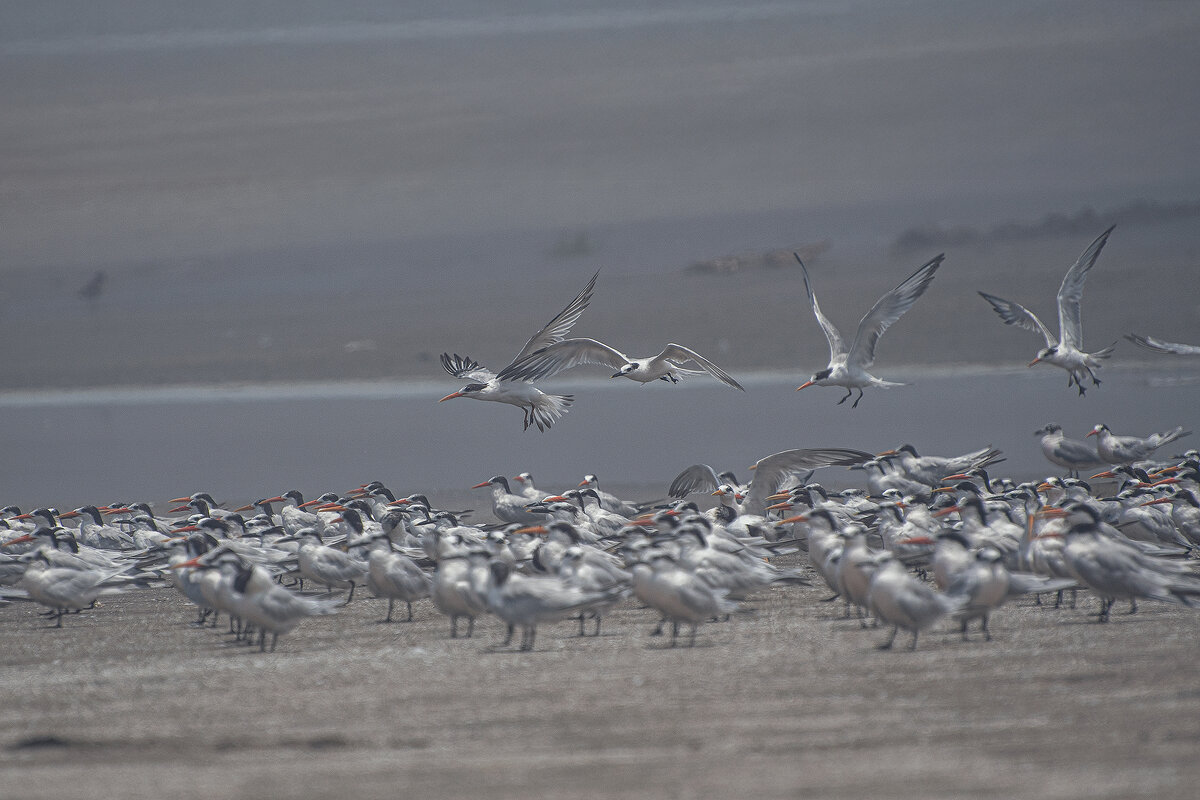 Перуанская авифауна в кадре - Svetlana Galvez Перуанская авифауна в кадре - Svetlana Galvez