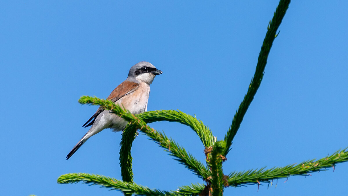 Жулан - Владимир Лазарев Жулан - Владимир Лазарев