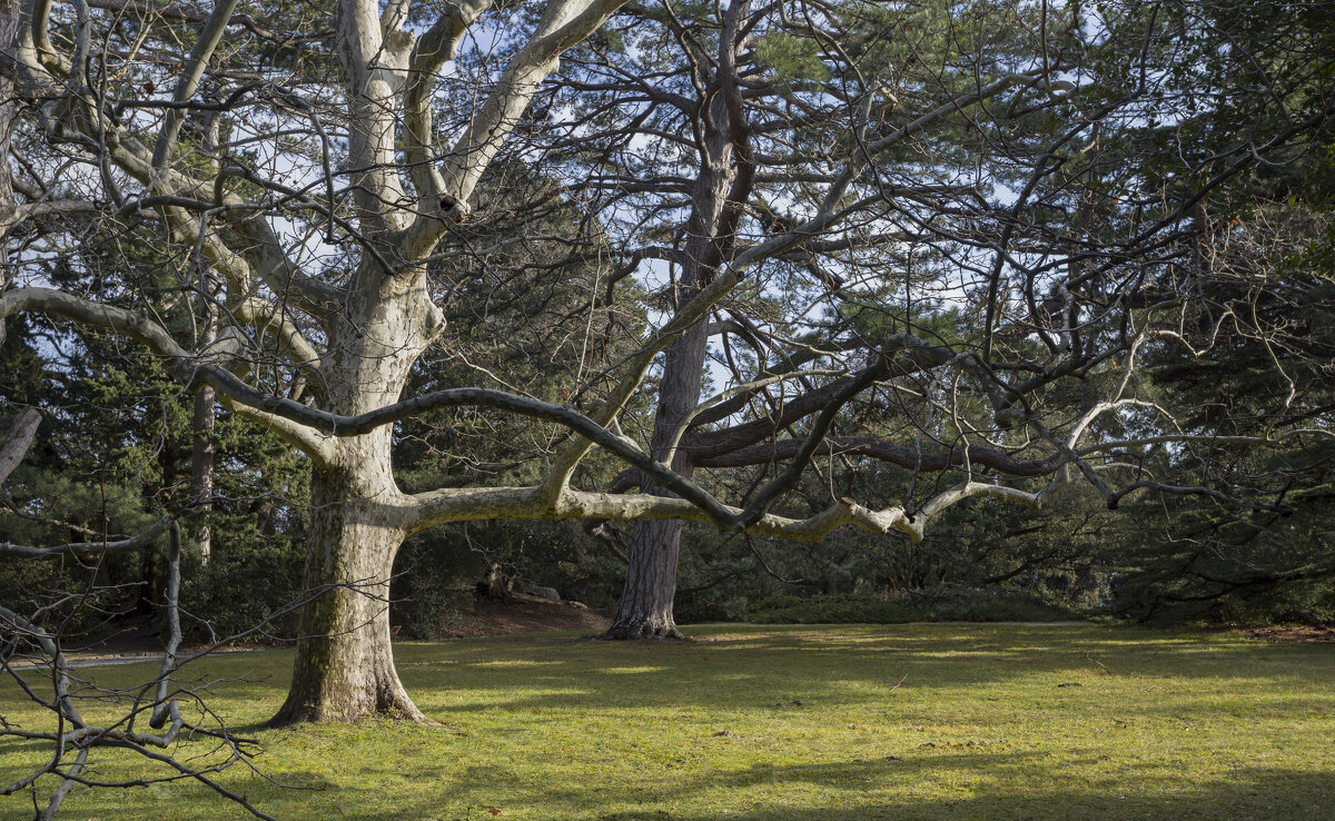 *** - Елена Агеева *** - Елена Агеева