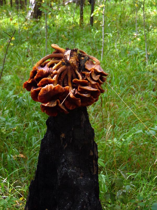 Пенёк с причёской. - nadyasilyuk Вознюк Пенёк с причёской. - nadyasilyuk Вознюк