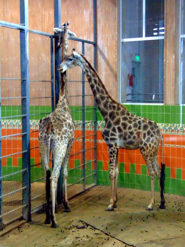 Стройняшки. - nadyasilyuk Вознюк Стройняшки. - nadyasilyuk Вознюк