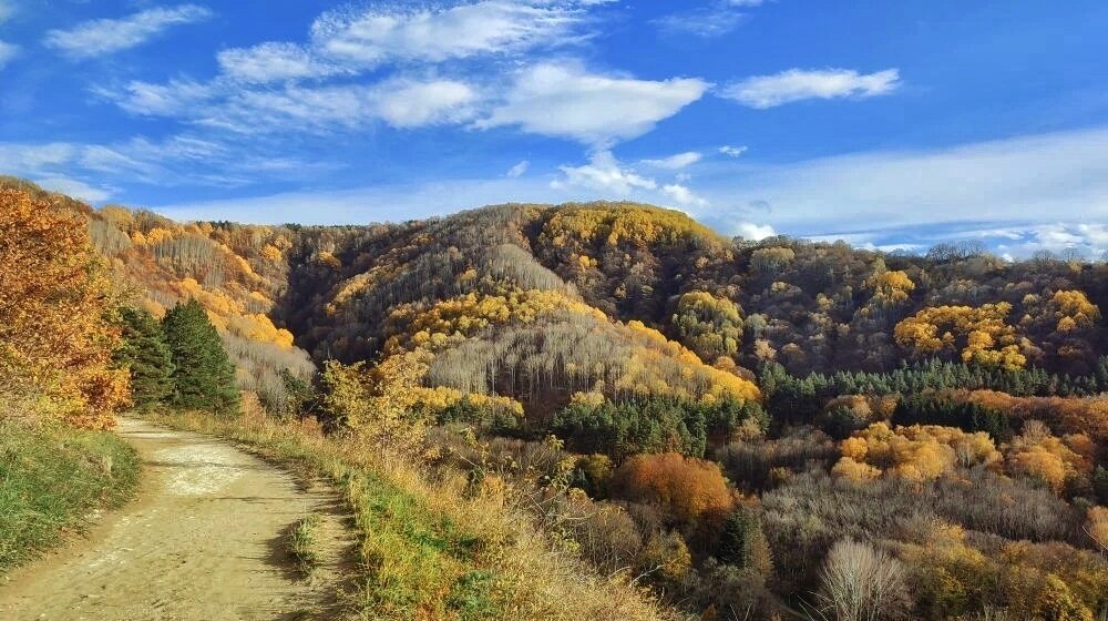 Осеннее разноцветье - Мариша Осеннее разноцветье - Мариша