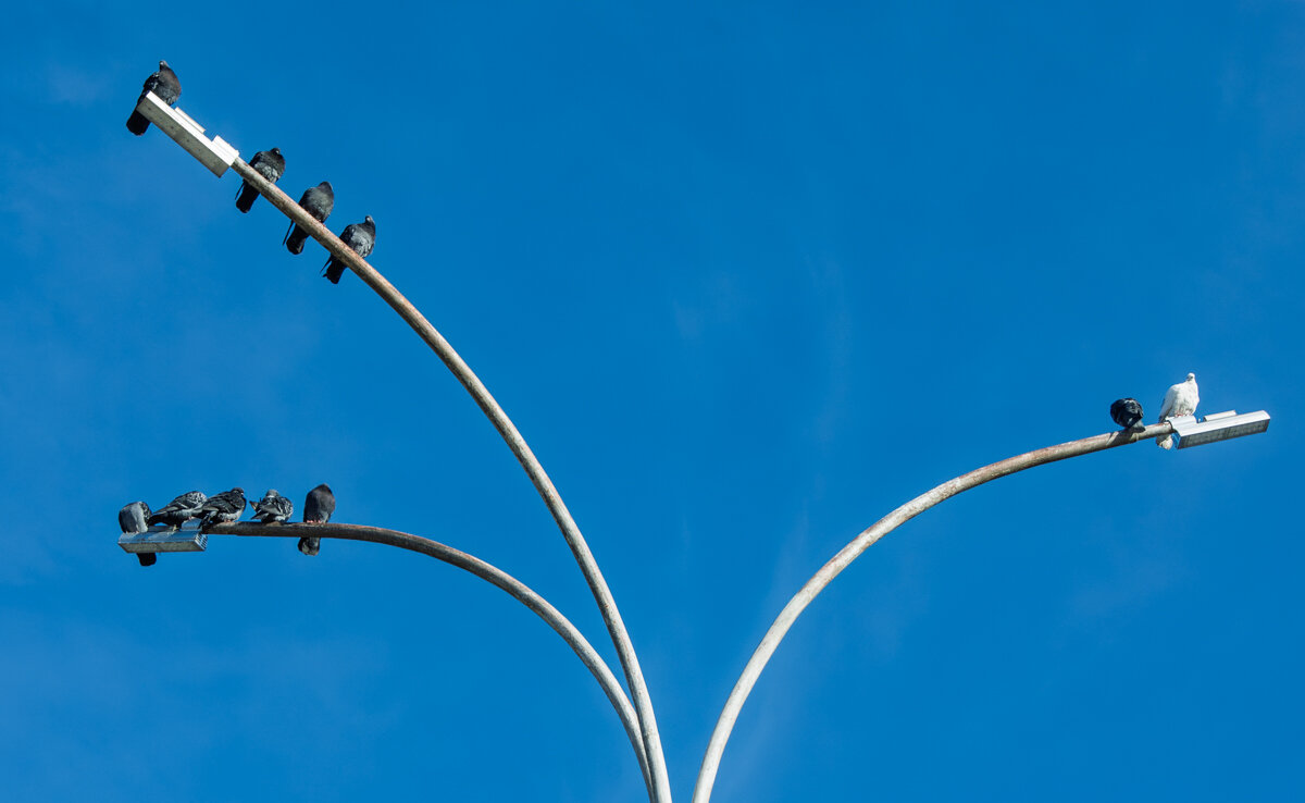 Голуби греются на солнце - Игорь Сикорский Голуби греются на солнце - Игорь Сикорский