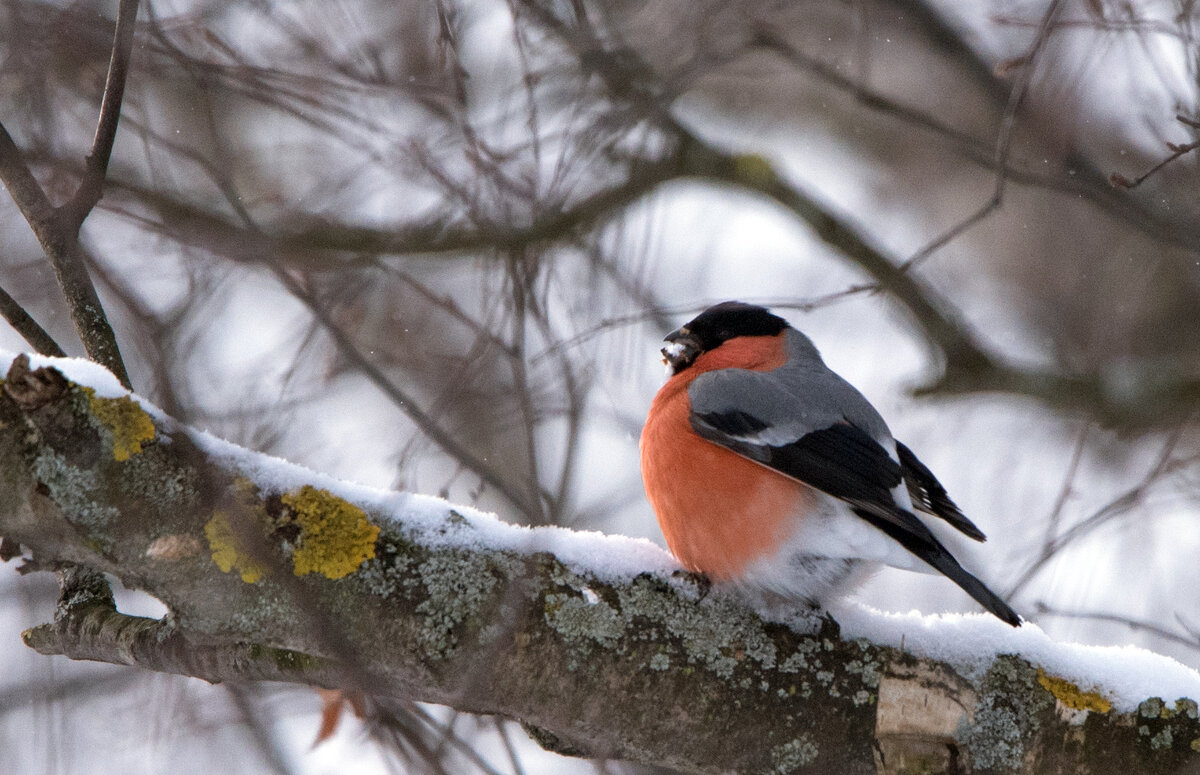*** - Владимир Безбородов *** - Владимир Безбородов