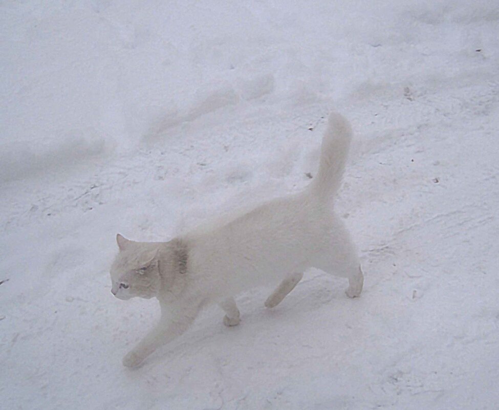 **** - Елена Семигина