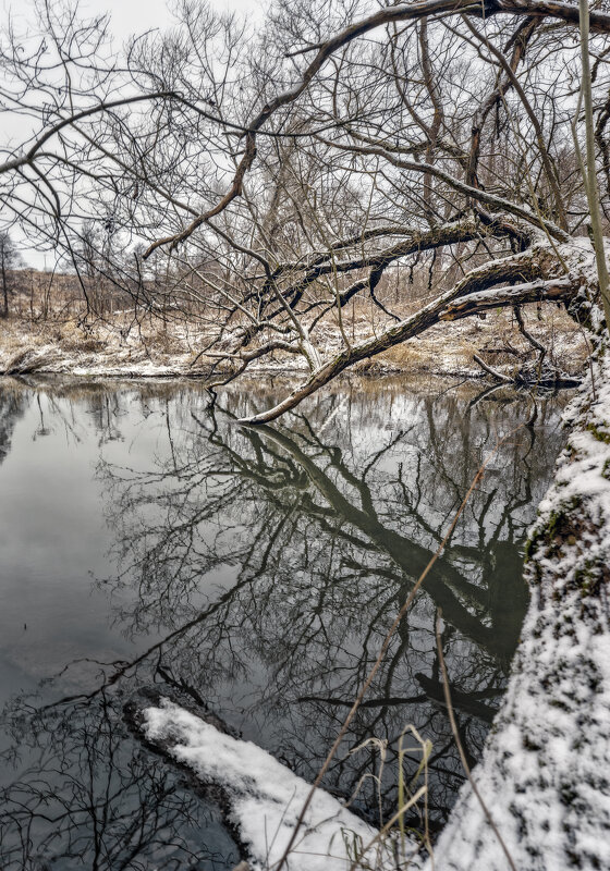 Ствол ветвистый - sorovey Sol