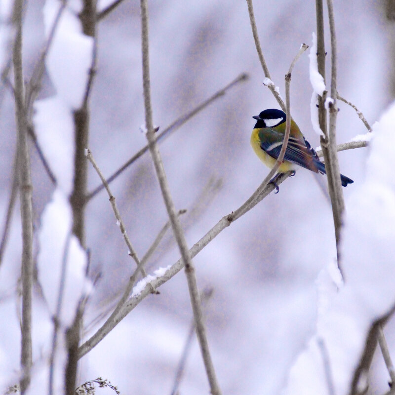 Синичка. - Константин Белоногов