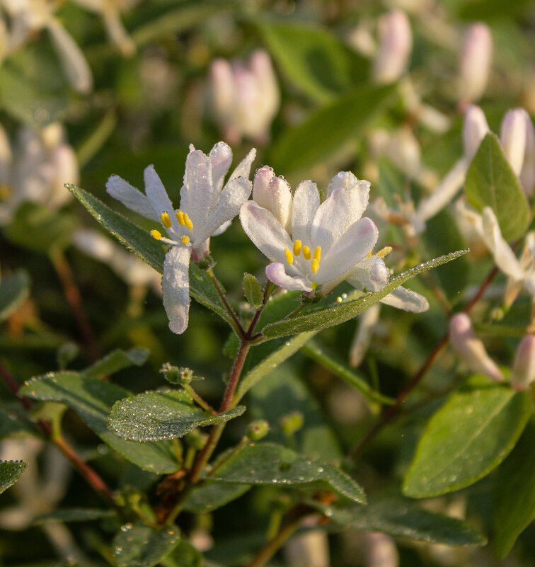 *** - Александр. AVG100 ---