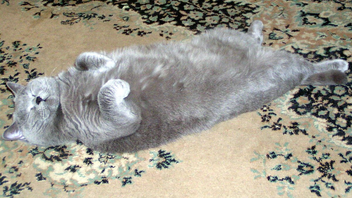 Замаскировался - Михаил Андреев