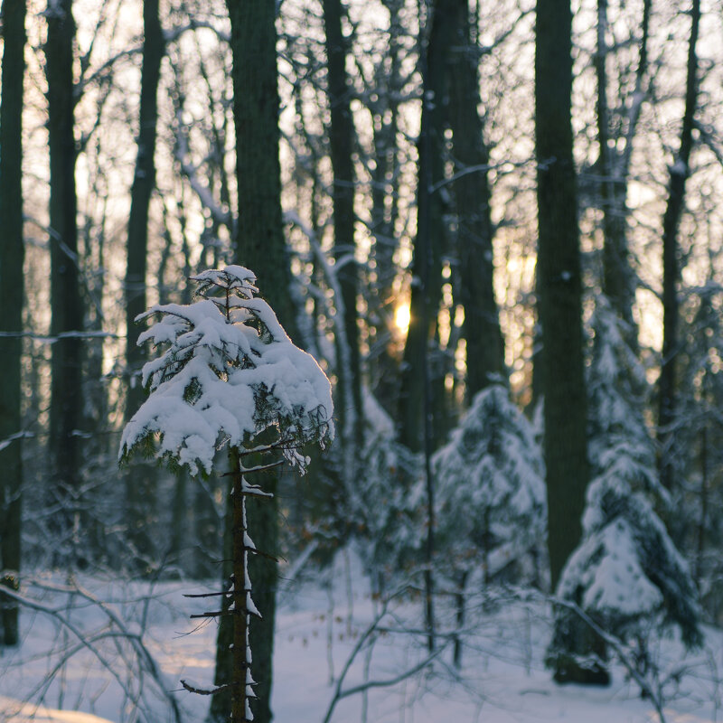 Лес зимой. - Константин Белоногов