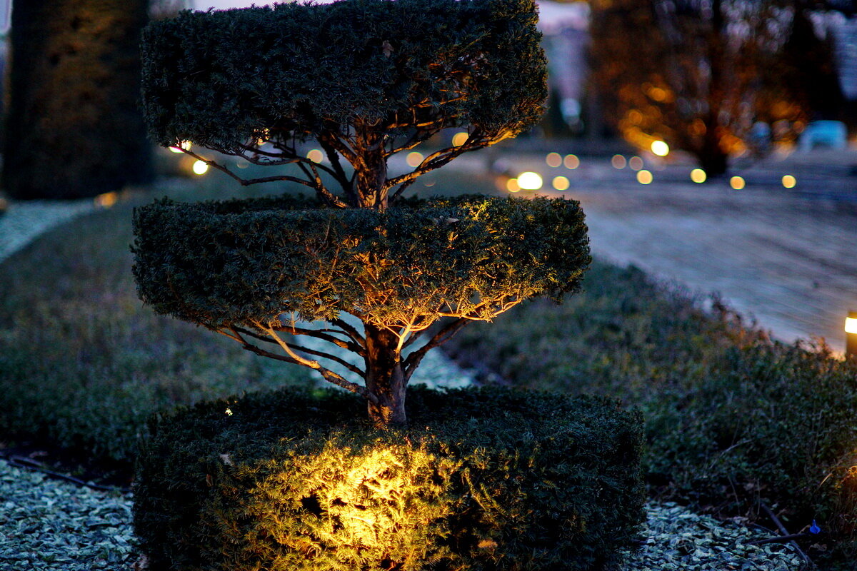 В парке Галицкого ночью... - Николай Саржанов