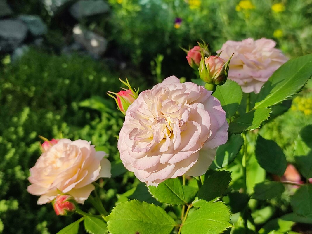 Нежность роз - Валентина Богатко 