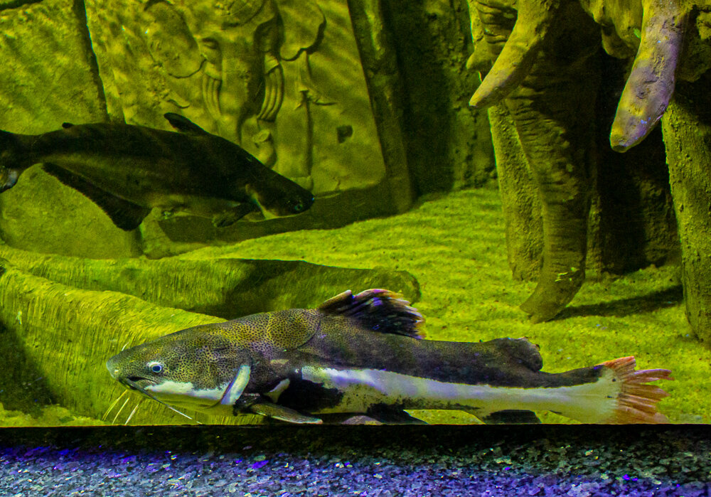 Анталия Аквариум. Фрактоцефалус краснохвостый - Светлана SvetNika17 Анталия Аквариум. Фрактоцефалус краснохвостый - Светлана SvetNika17