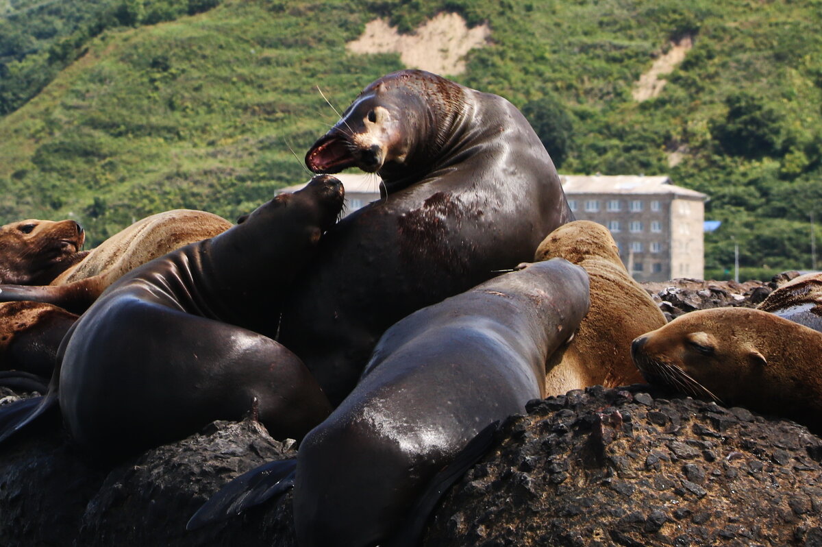 Разборки сивучей. - Ирина Нафаня